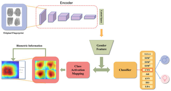 Extracting Fingerprint Features Using Autoencoder Networks for Gender ...