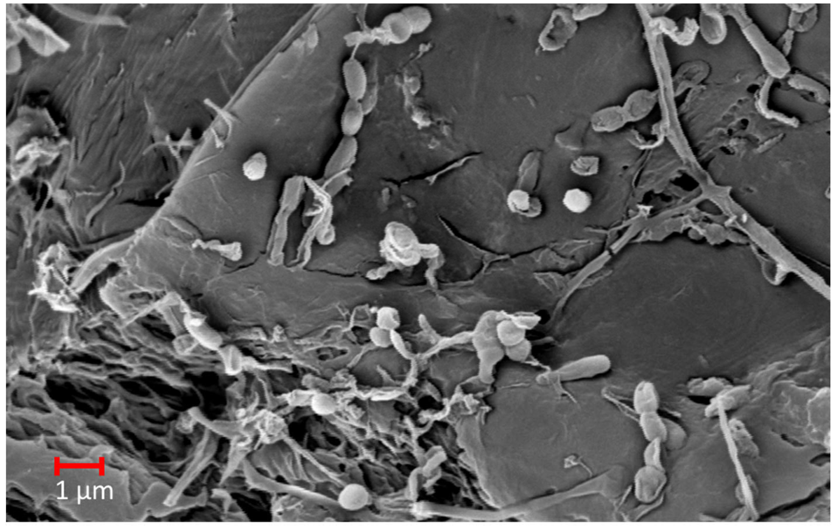 Applsci 12 10479 g002 Applsci 12 10479 g002