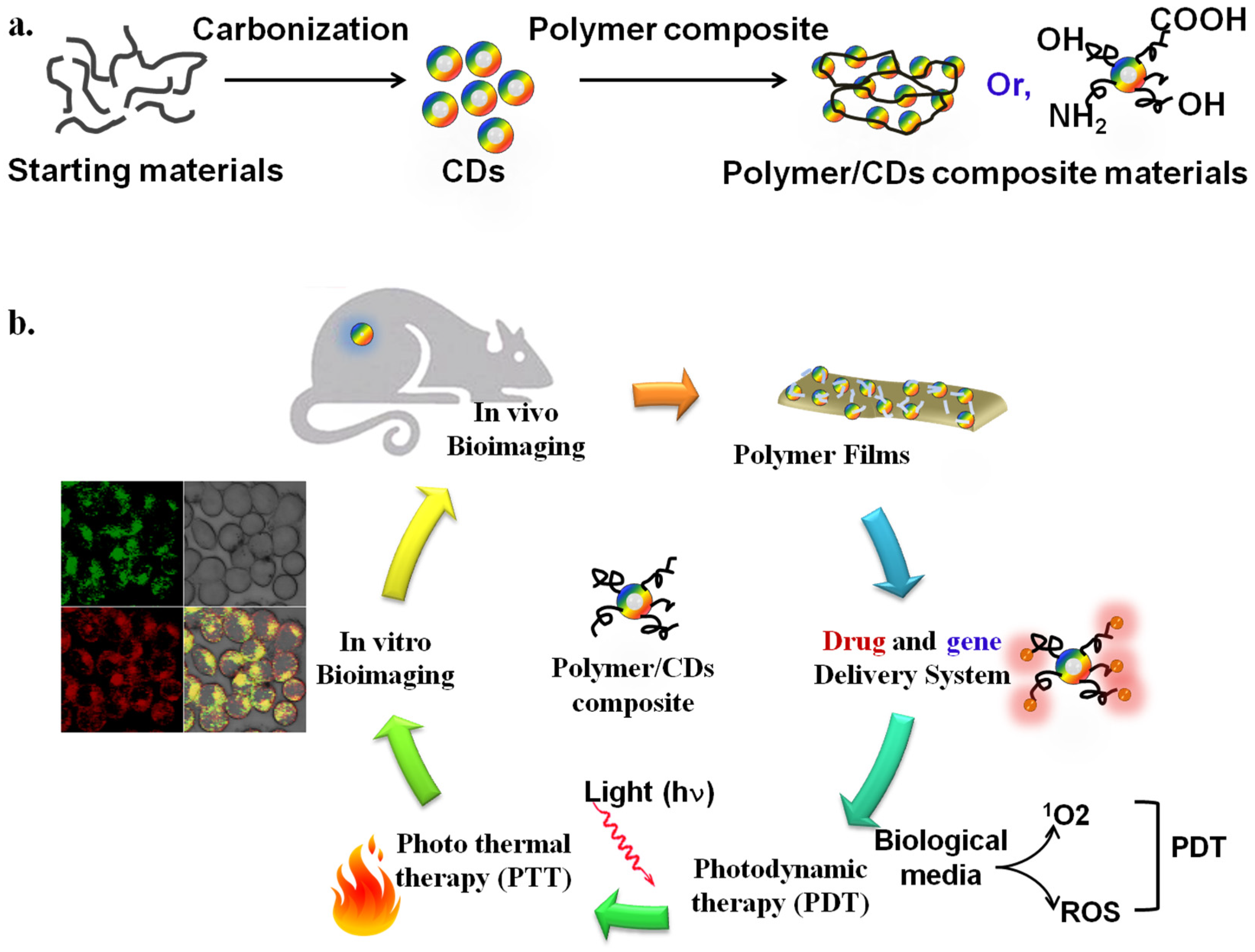 Emerging Biomedical Applications of Carbon Dot and Polymer 