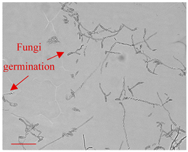 Applsci 12 10627 i004