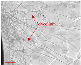 Applsci 12 10627 i005