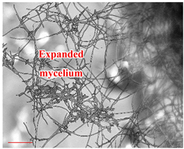 Applsci 12 10627 i008