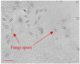 Applsci 12 10627 i009