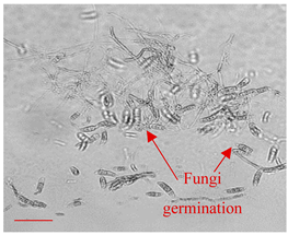 Applsci 12 10627 i012