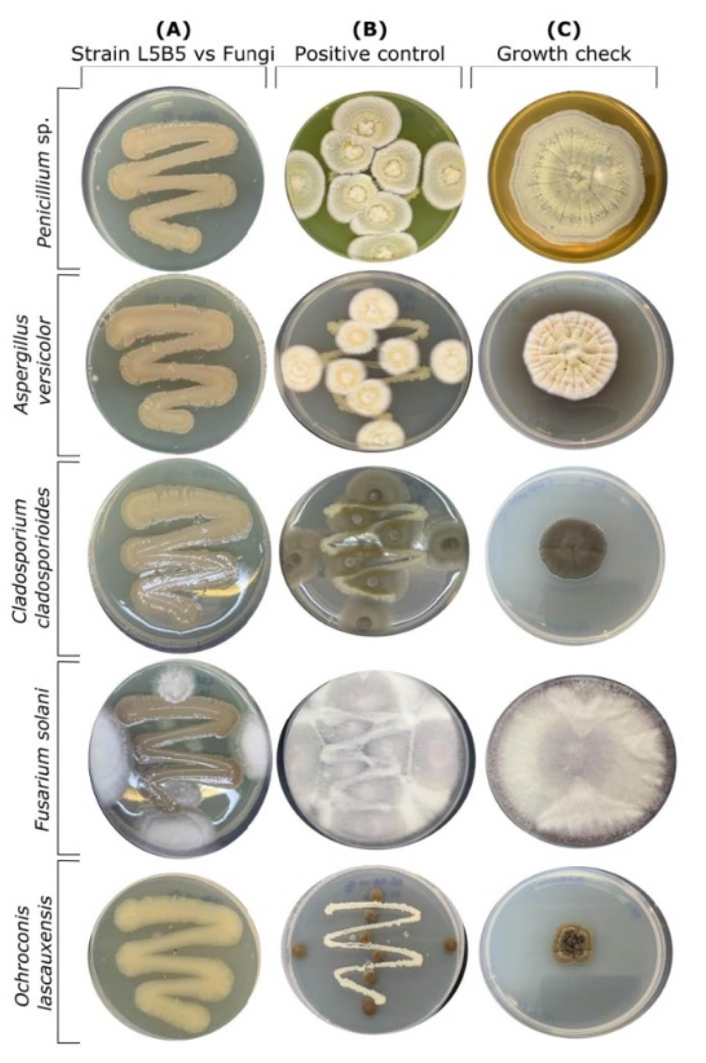 Applsci 12 10854 g003 Applsci 12 10854 g003