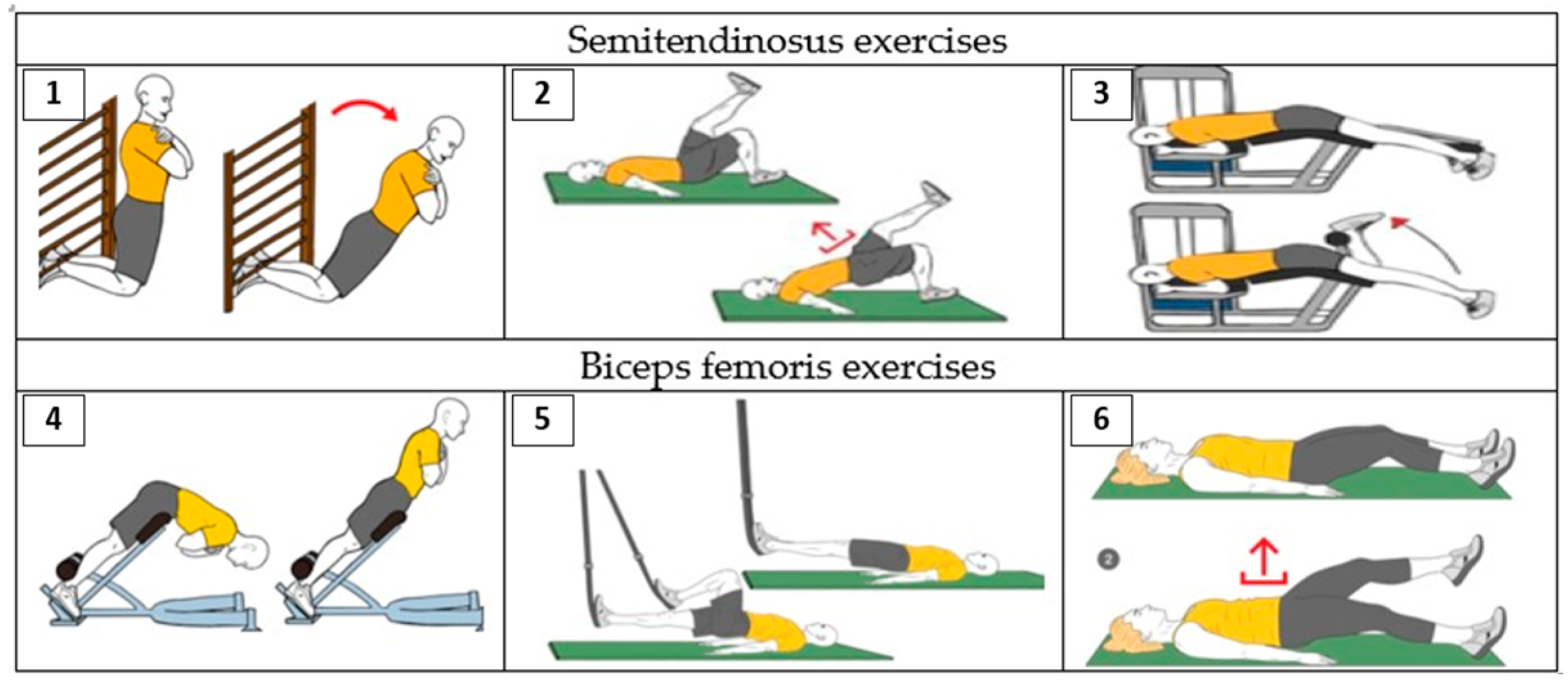 Semitendinosus exercises online