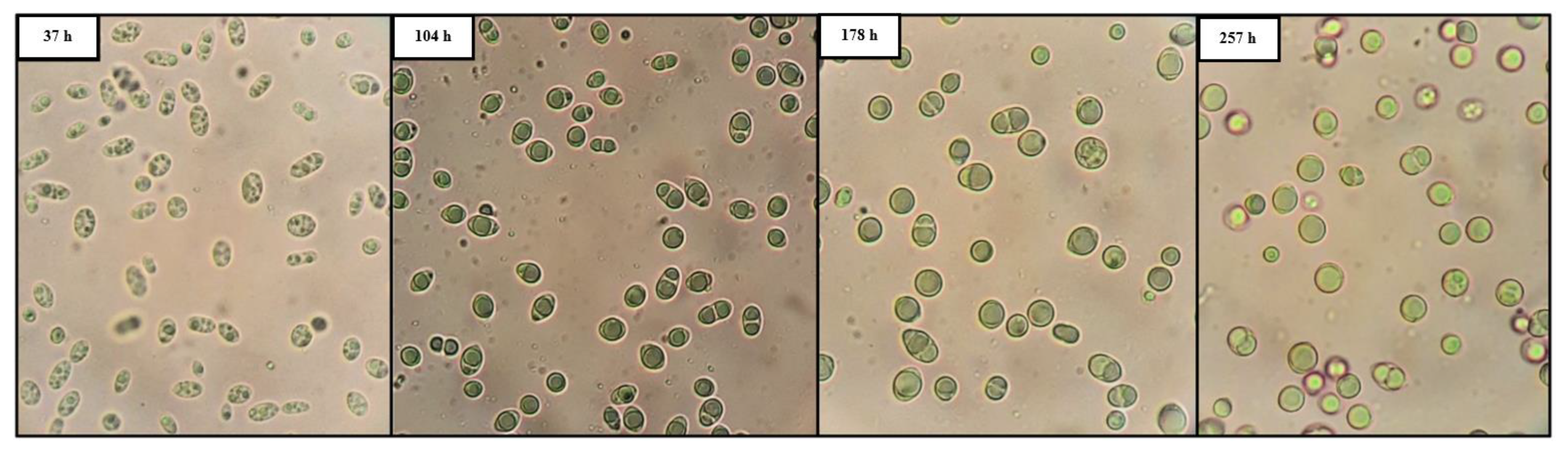 Applsci 12 11471 g004