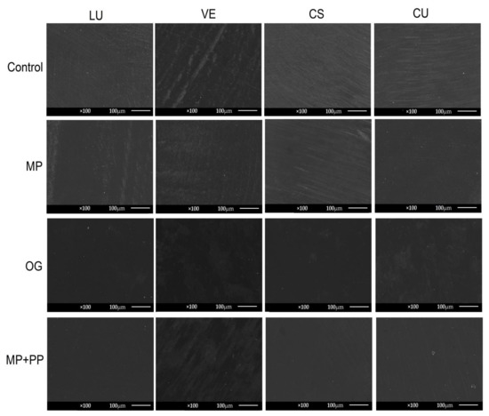 Effect of Different Surface Treatments on the Surface Roughness and ...