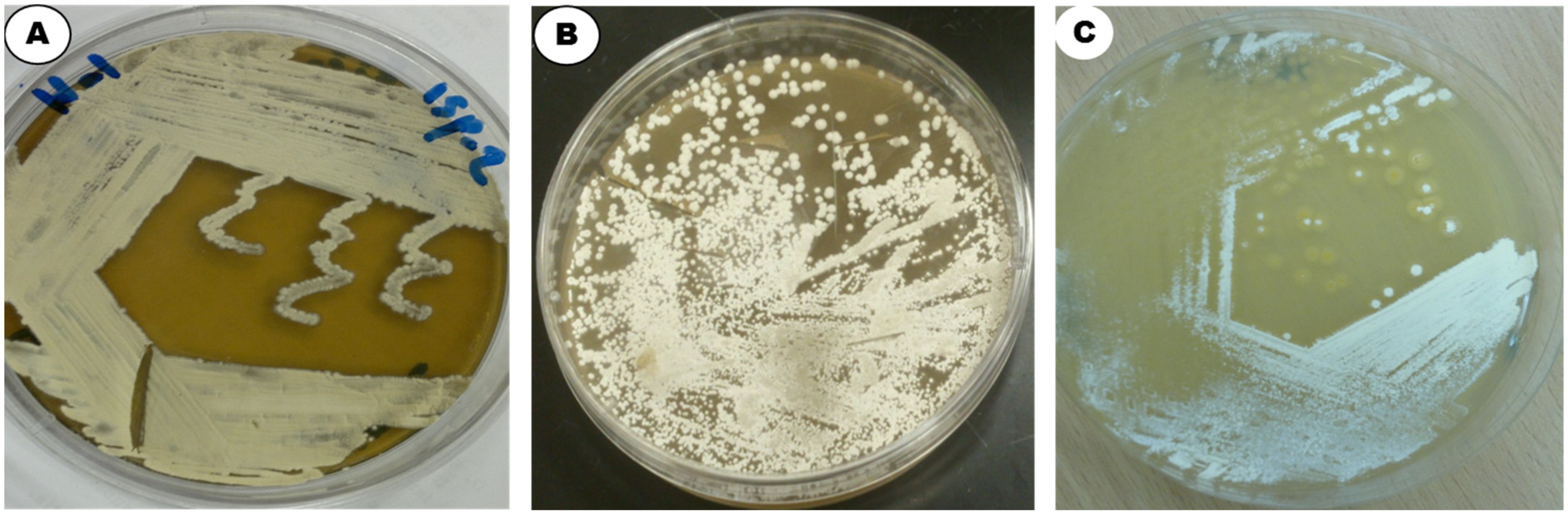 Applsci 12 12257 g002