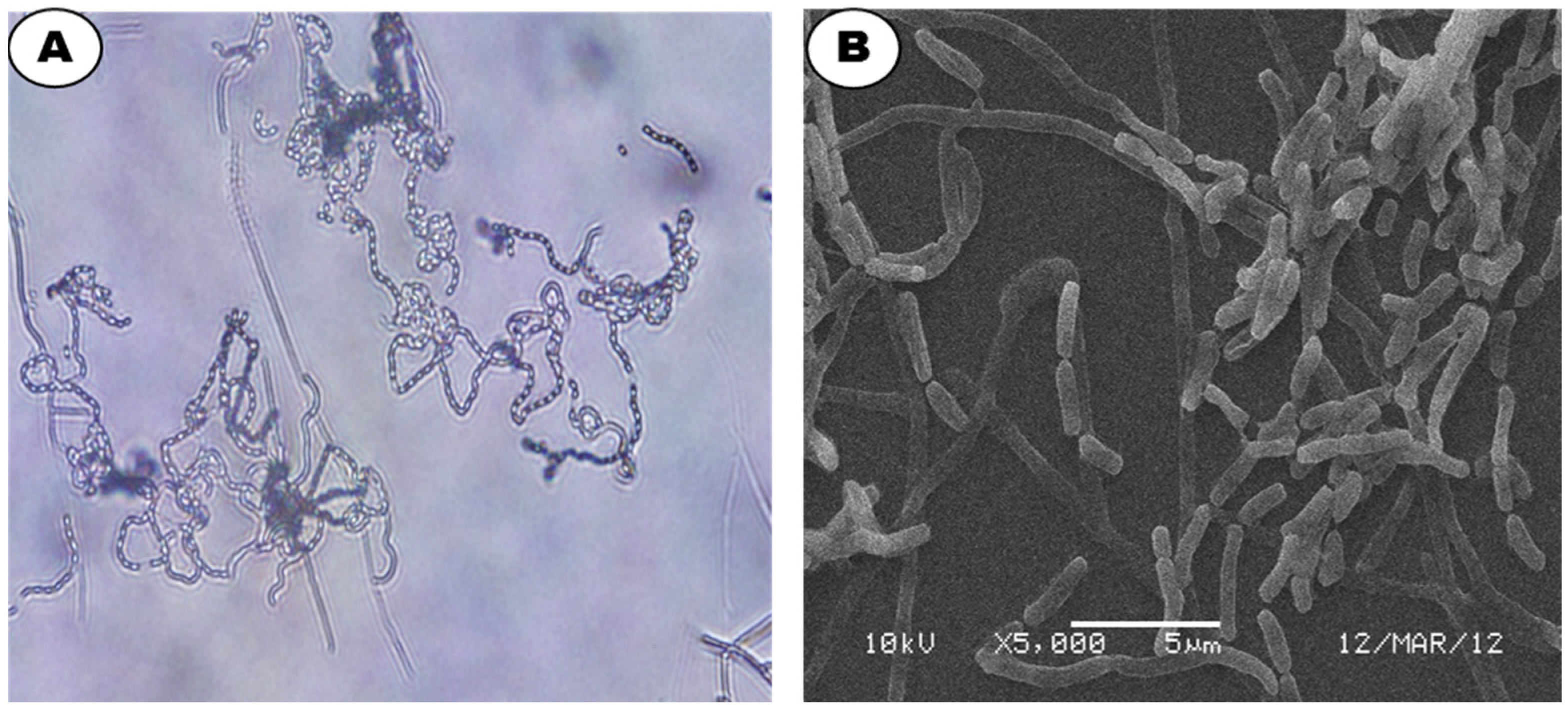 Applsci 12 12257 g003