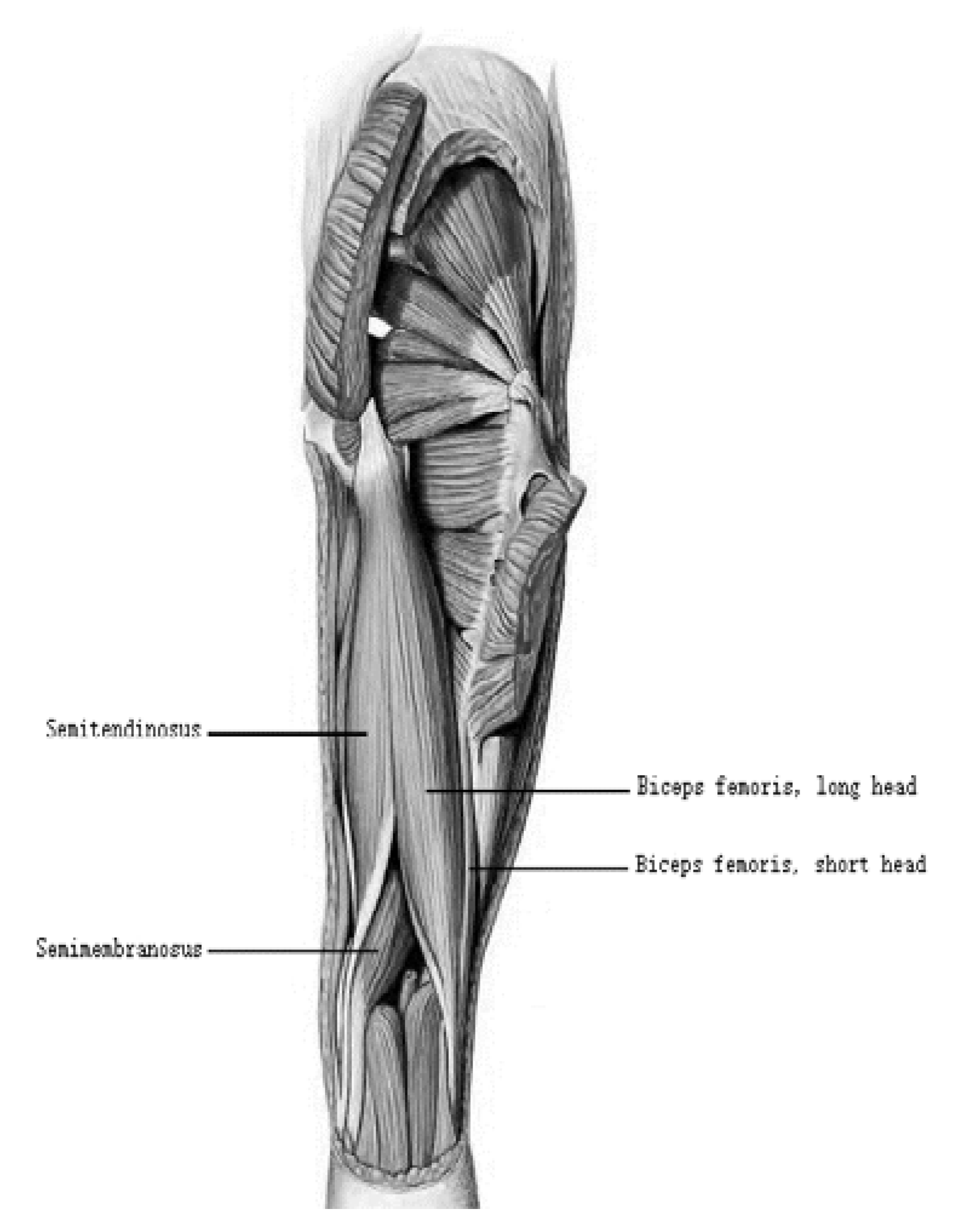 Applied Sciences Free FullText Hamstrings on Morphological