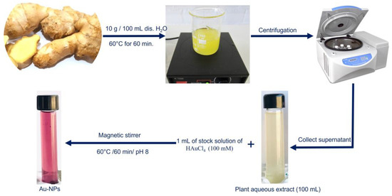 Green Synthesis of Gold Nanoparticles by Aqueous Extract of