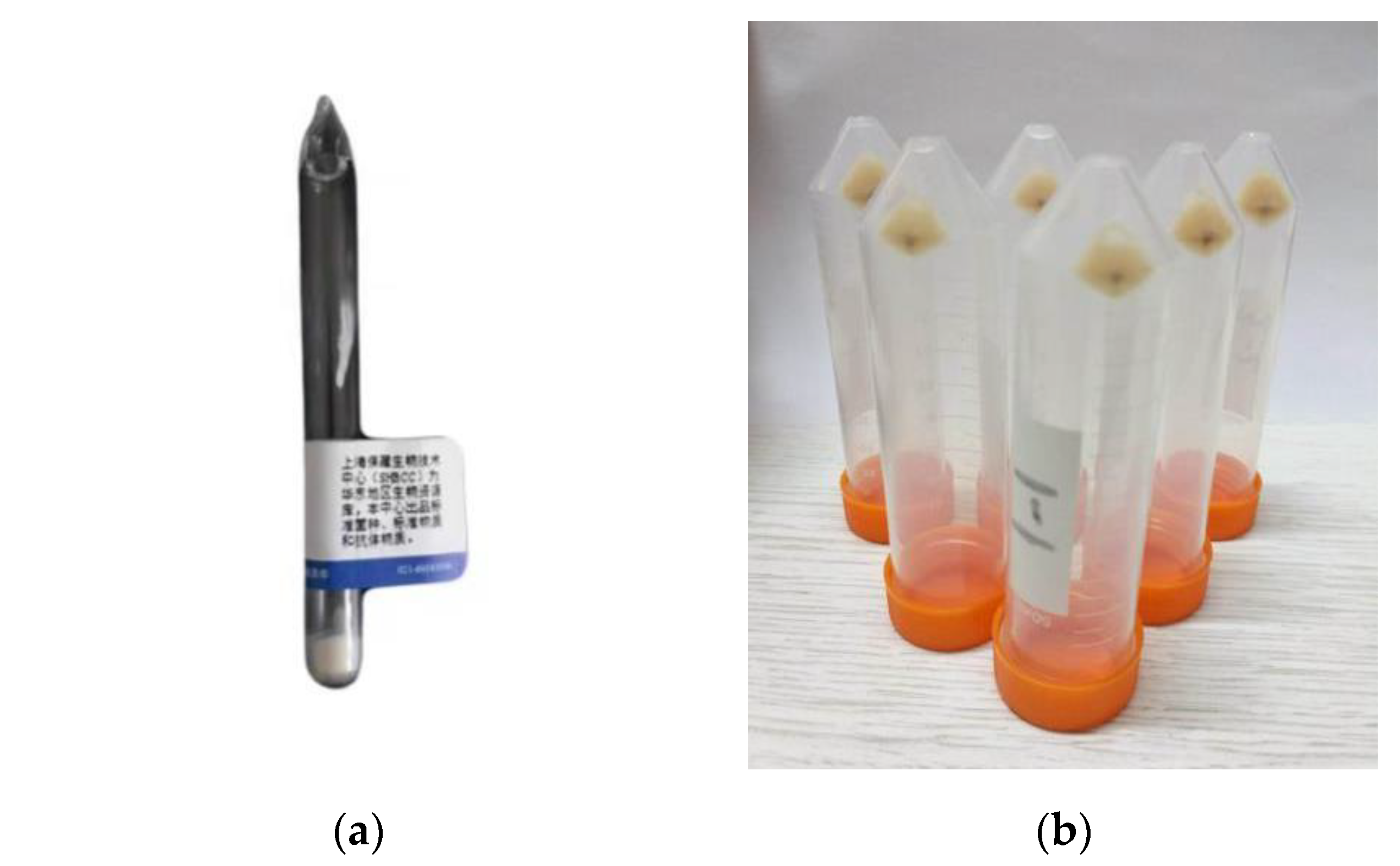 Laboratory Experiment on Formation of MICP Horizontal
