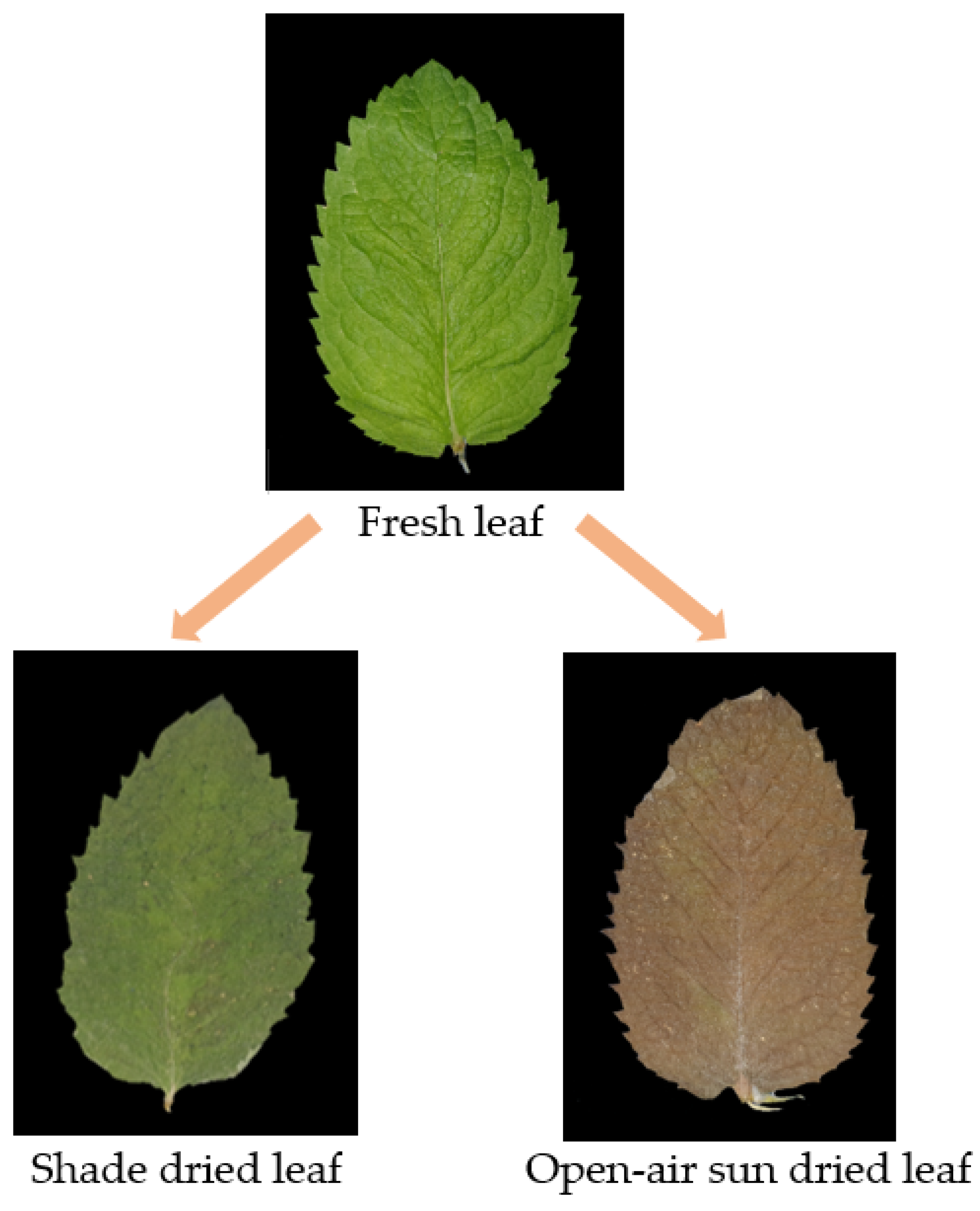 Applsci 13 00206 g001