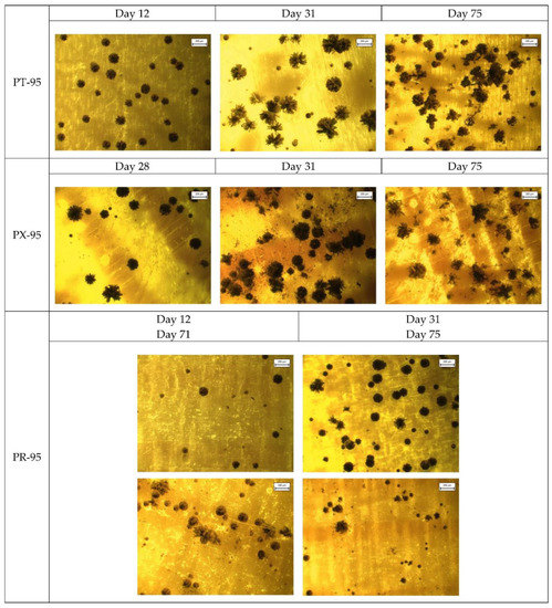 Laboratory Investigations of Mold Growth on Transverse and Longitudinal ...