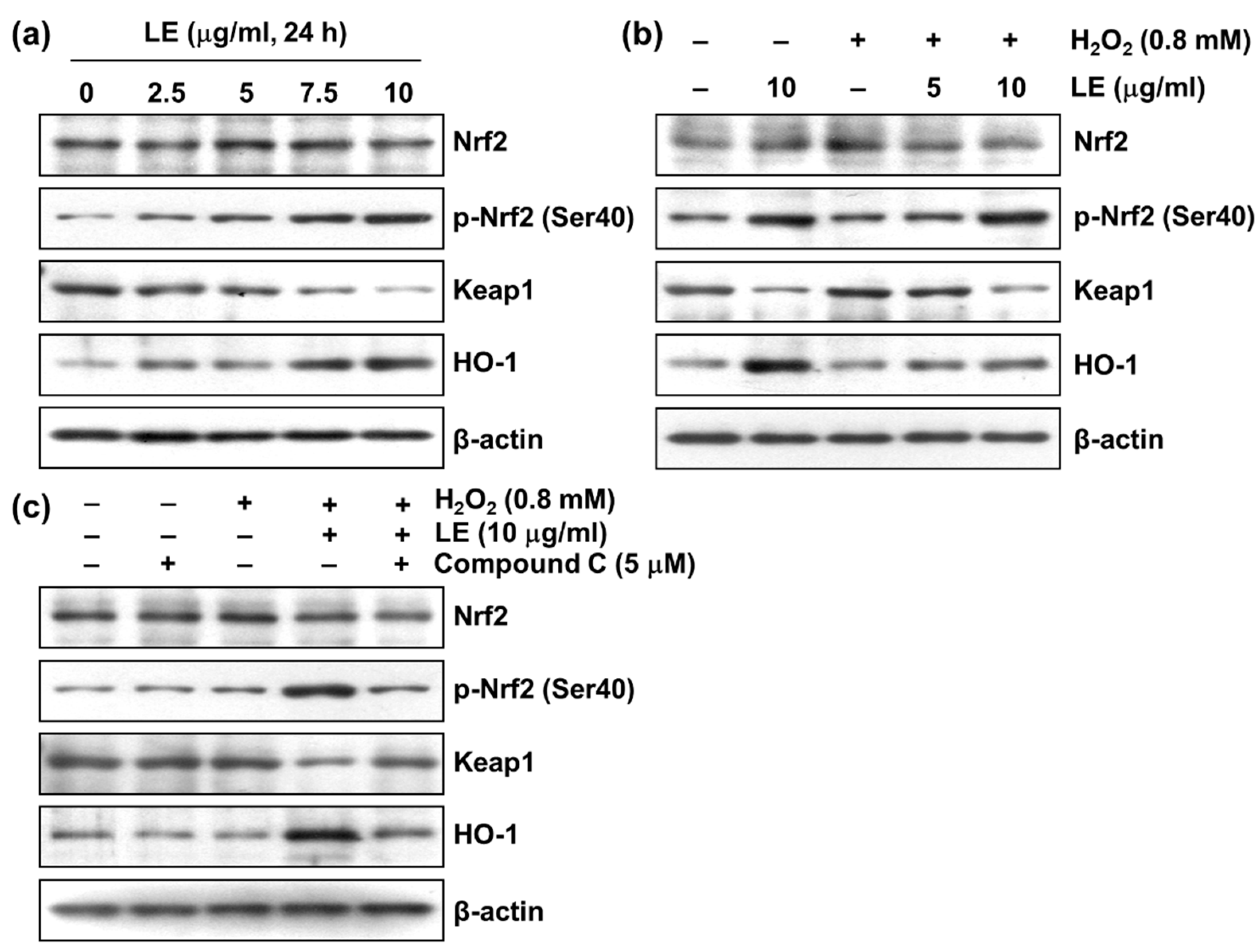 Applsci 13 00572 g007 Applsci 13 00572 g007
