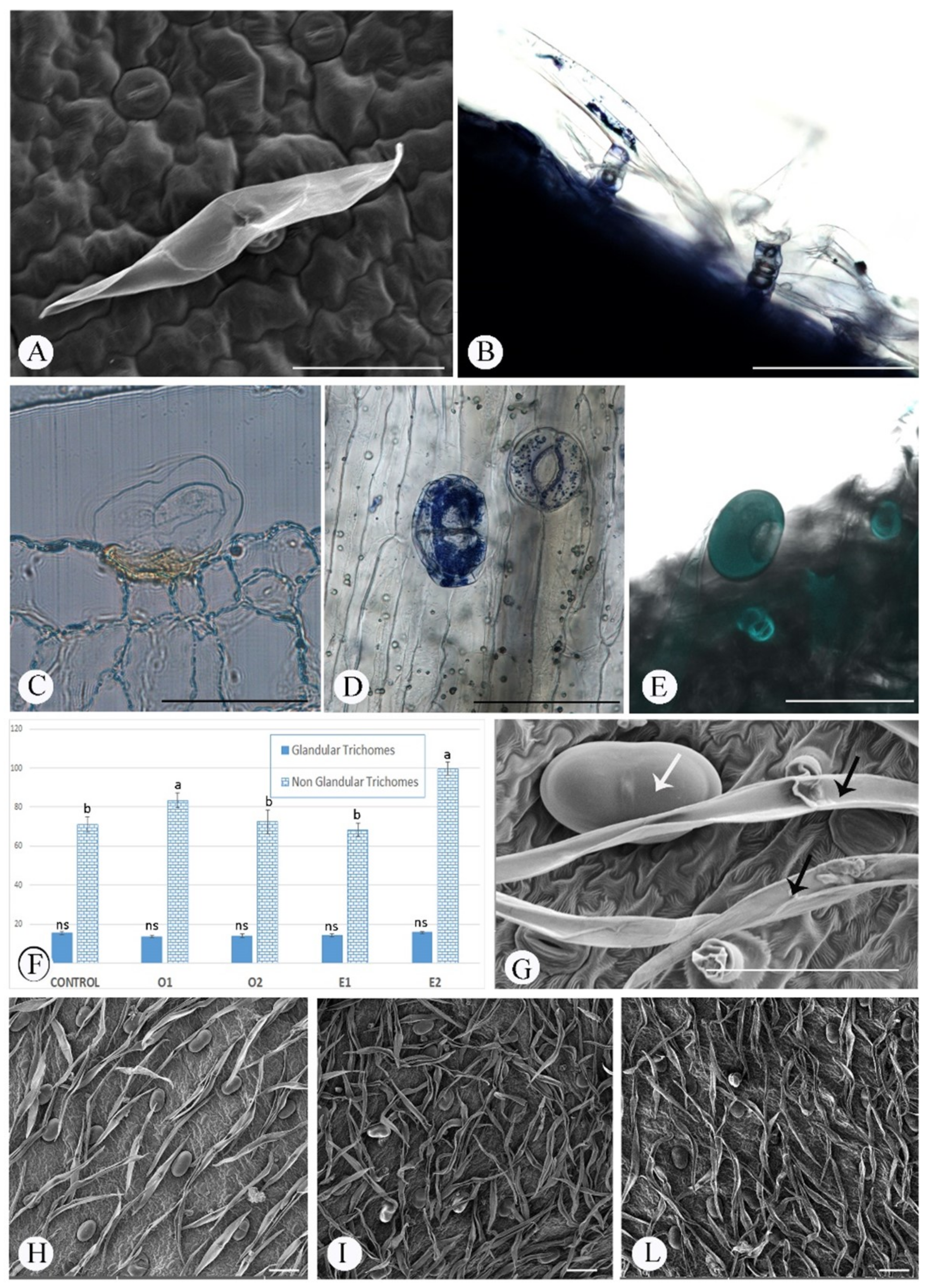 Applsci 13 00722 g005