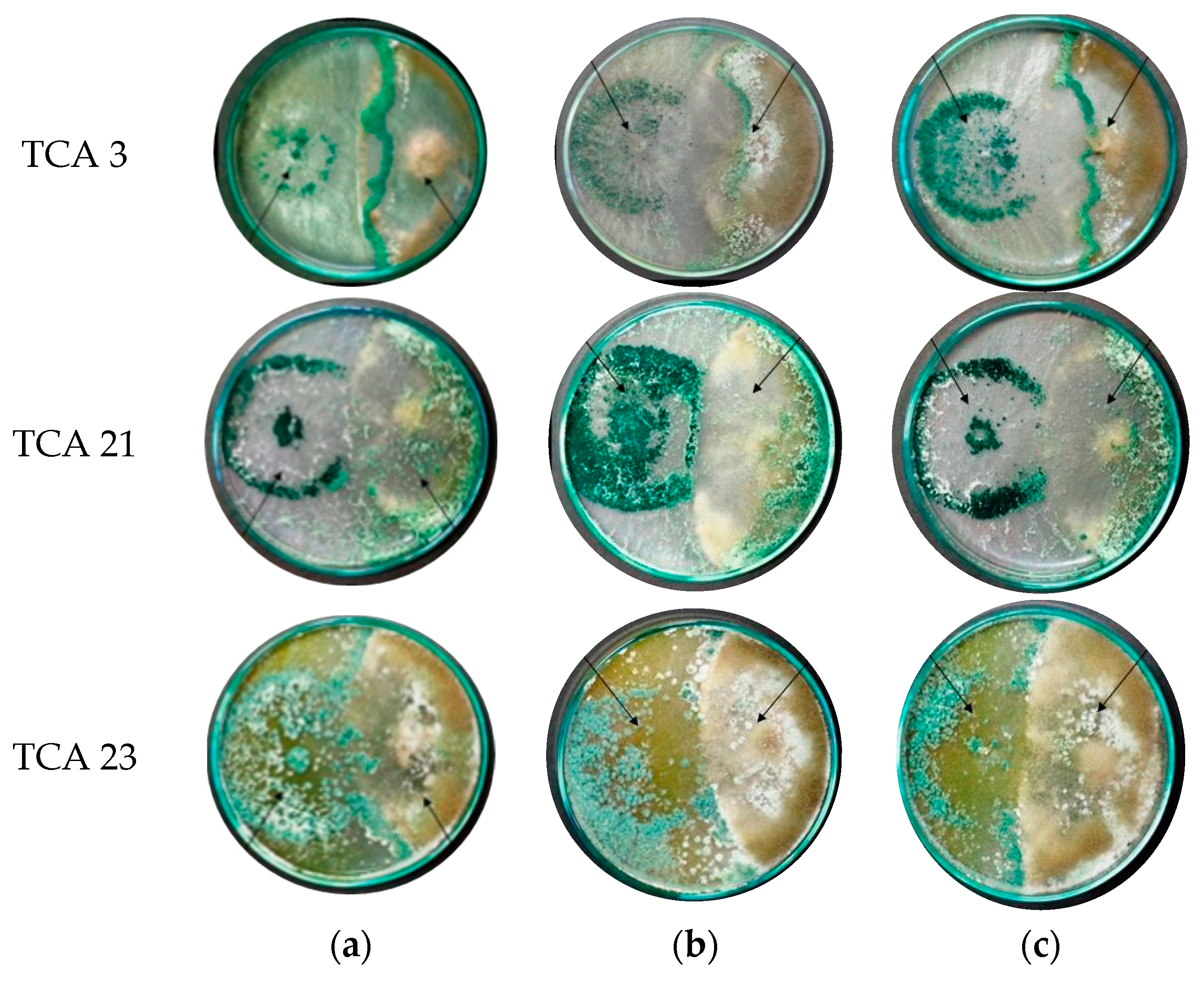 Applsci 13 00811 g003