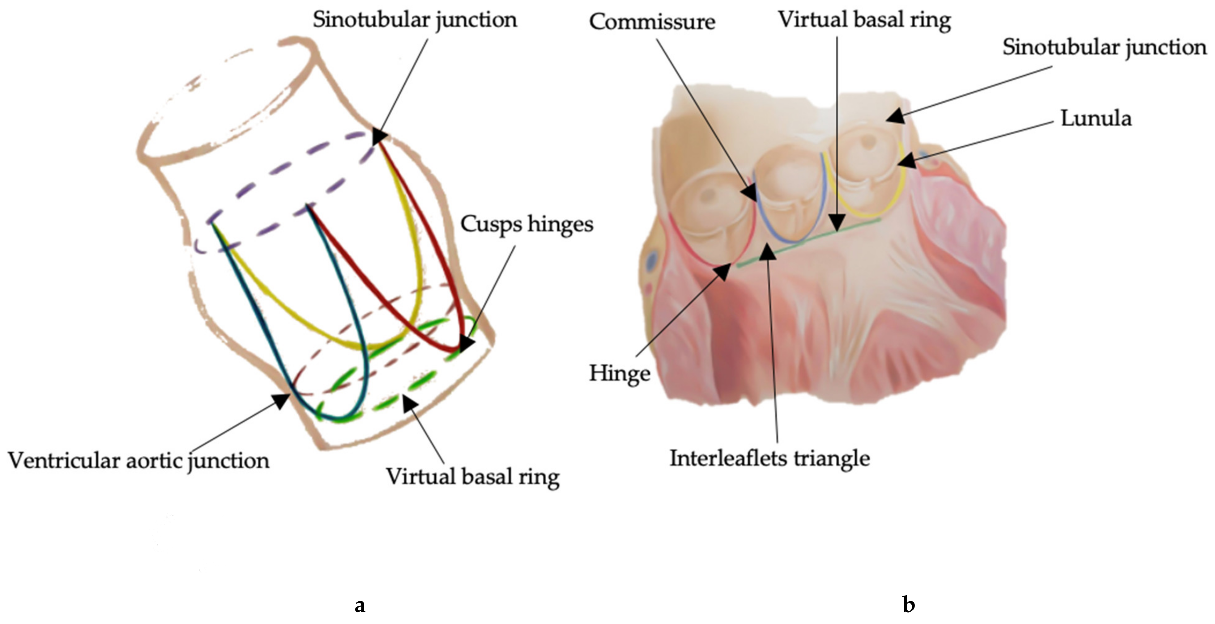 Share more than 148 annular ring anatomy