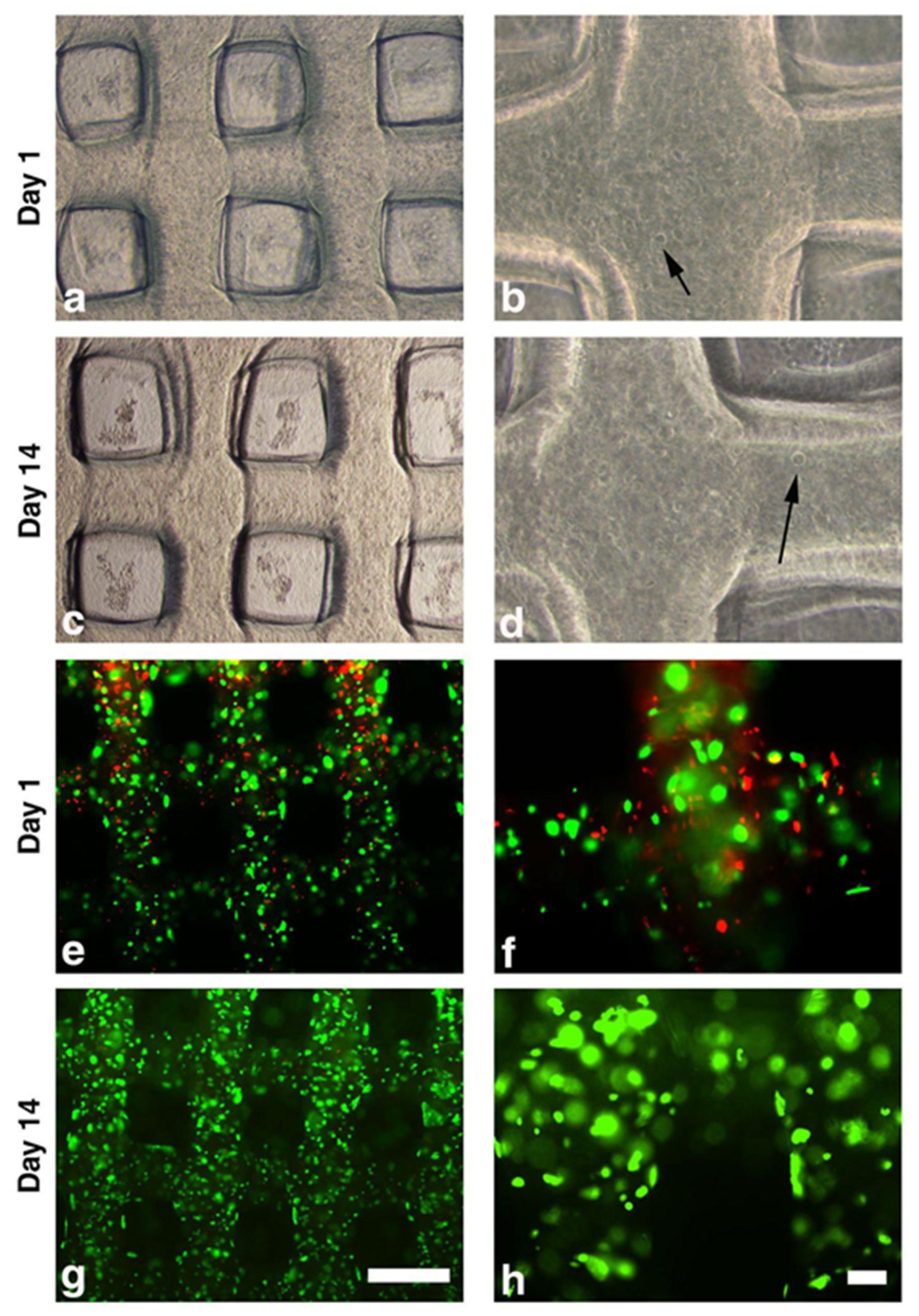 Applsci 13 01889 g005