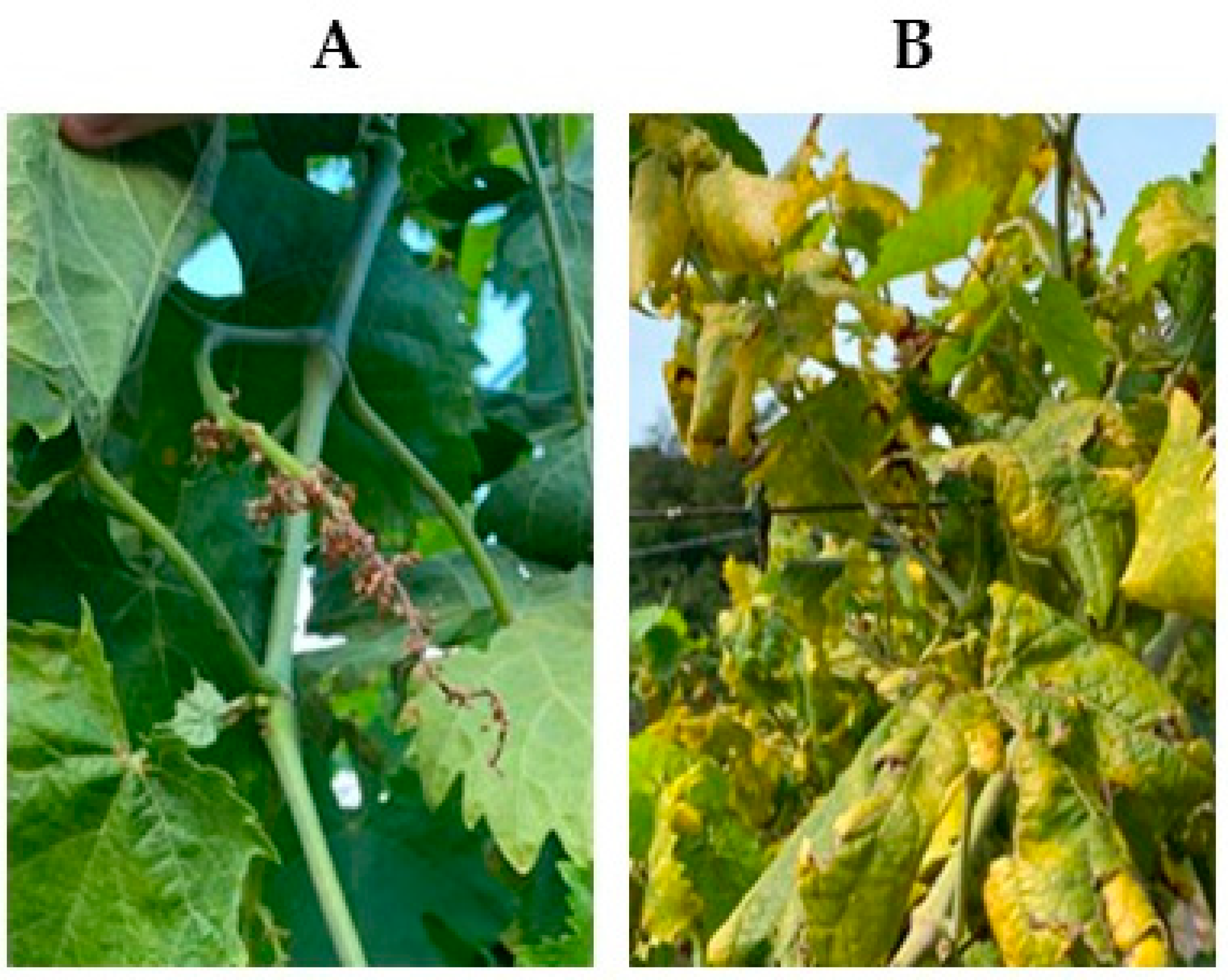 Applsci 13 02388 g006 Applsci 13 02388 g006