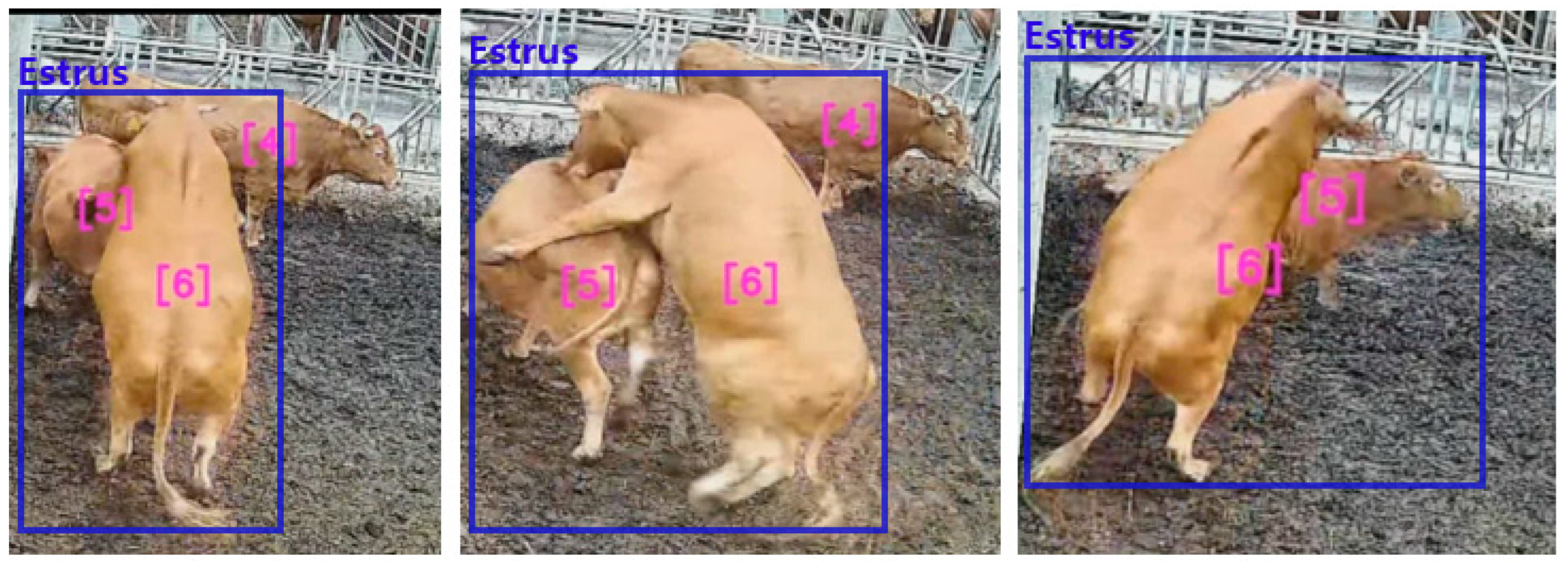 Applied Sciences | Free Full-Text | AI-Based Intelligent Monitoring System for Estrus Prediction in the Livestock Industry Applied Sciences | Free Full-Text | AI-Based Intelligent Monitoring System for Estrus Prediction in the Livestock Industry