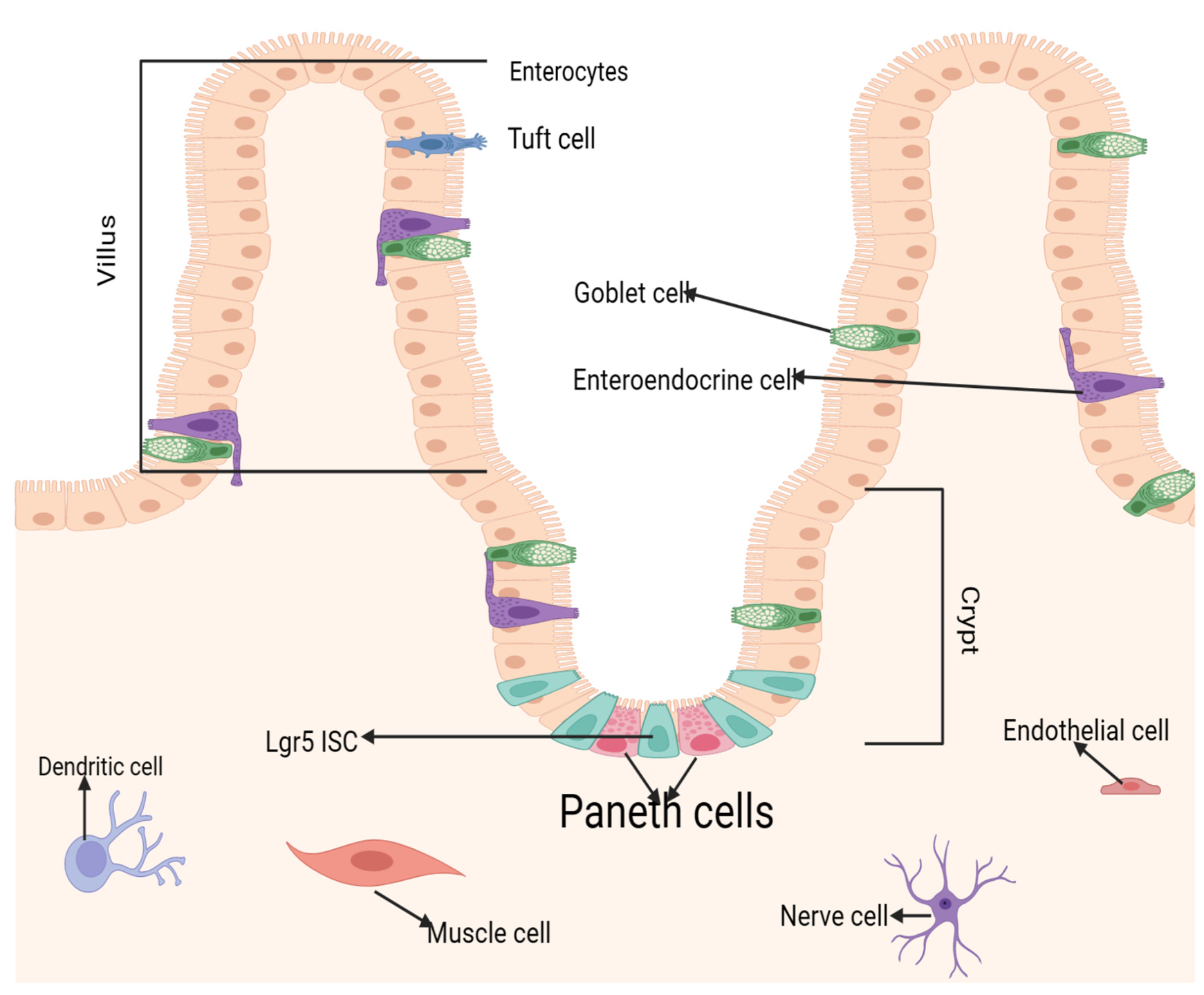 Paneth Cells