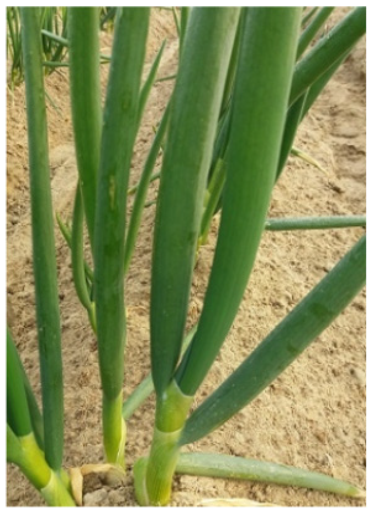 Applsci 13 03148 g017