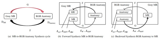 ColorMedGAN: A Semantic Colorization Framework for Medical Images
