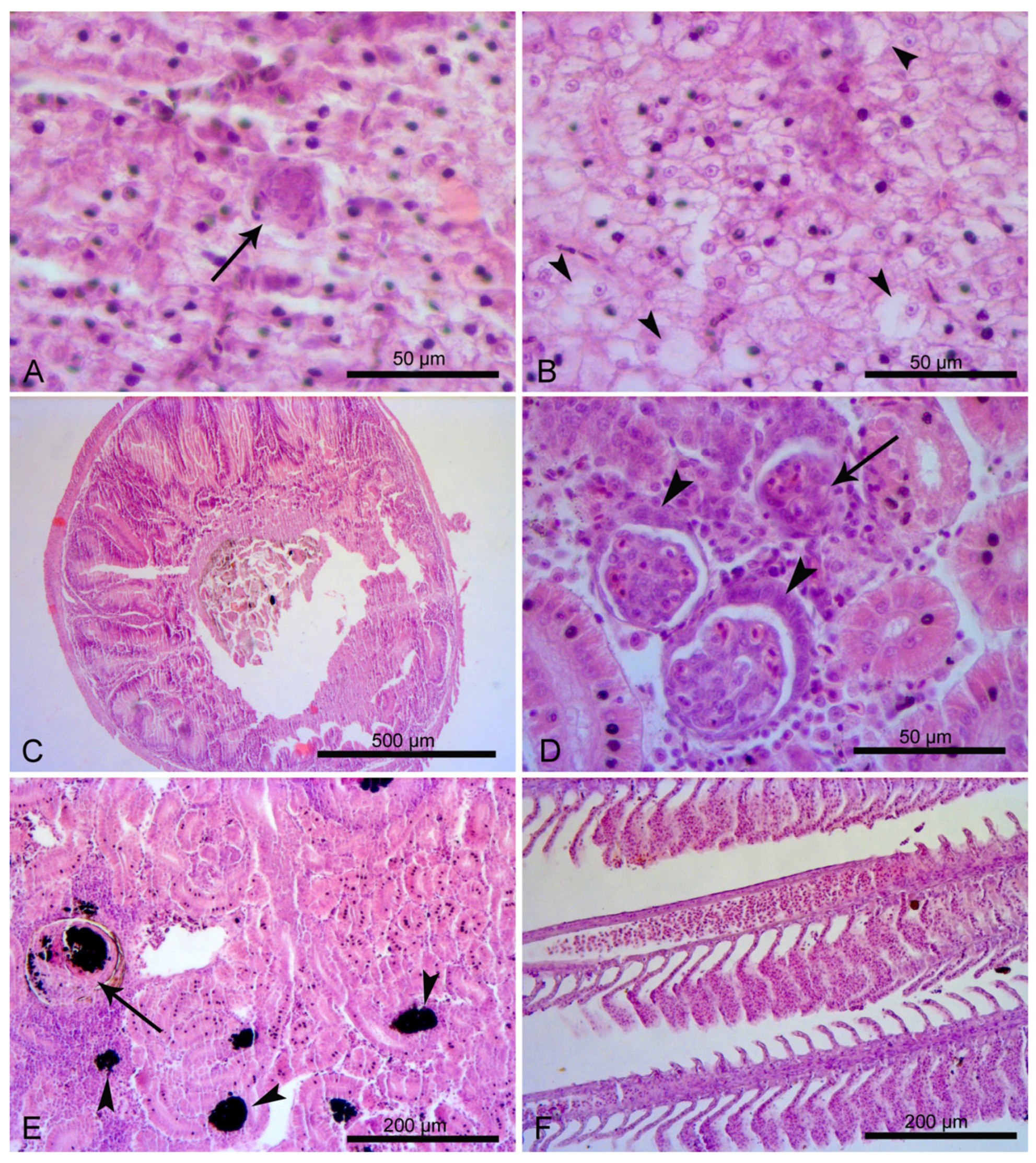 Applsci 13 03385 g001