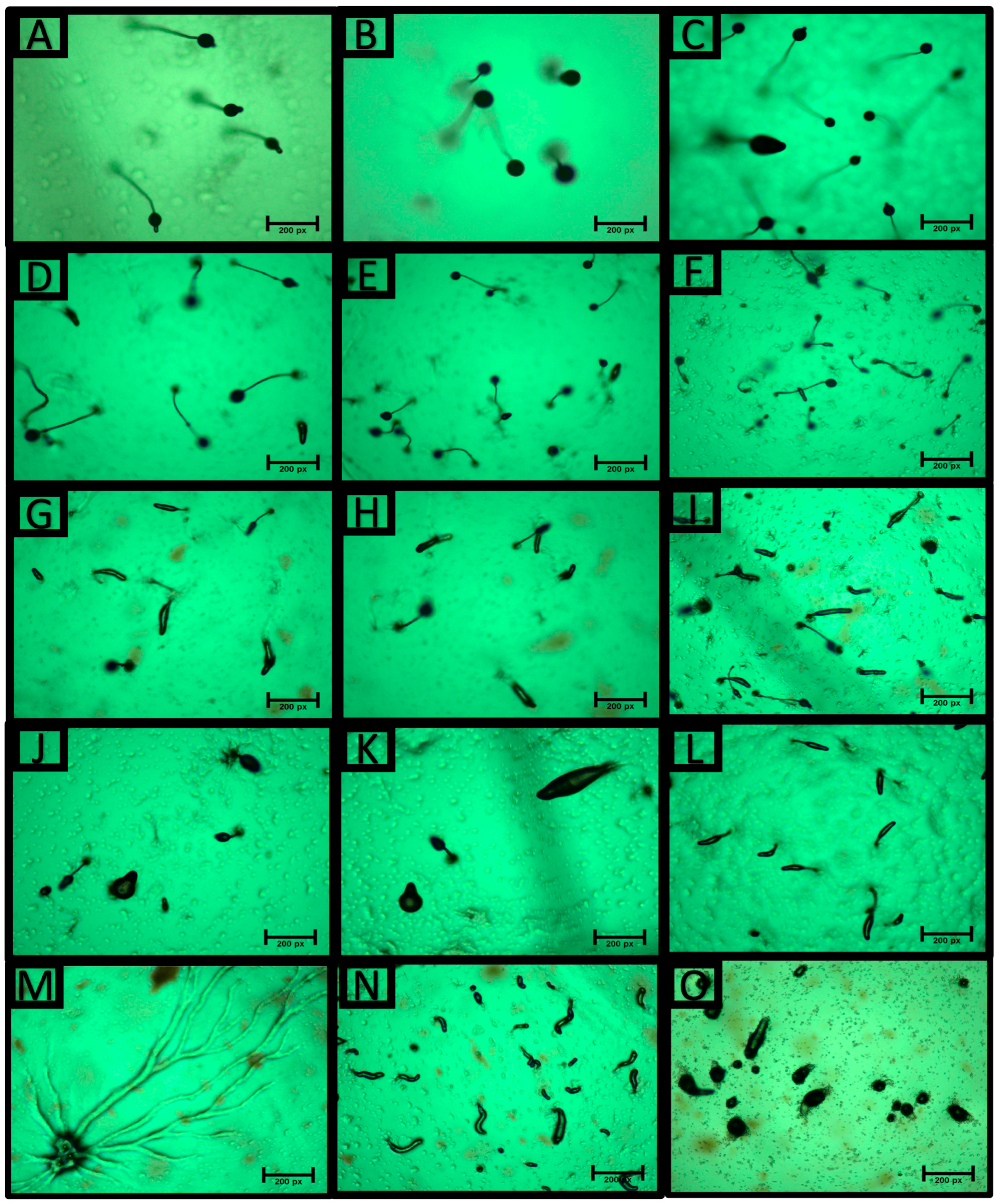 Applsci 13 03546 g003