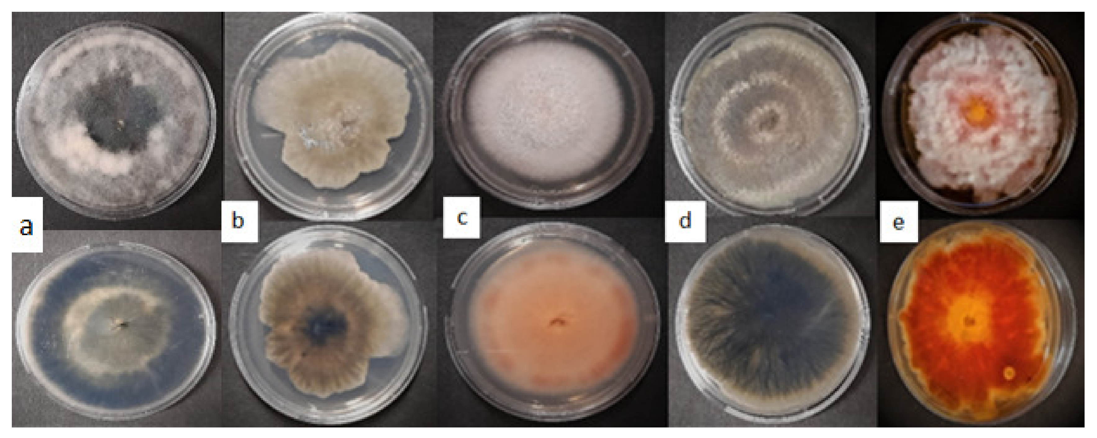 Applsci 13 03731 g004