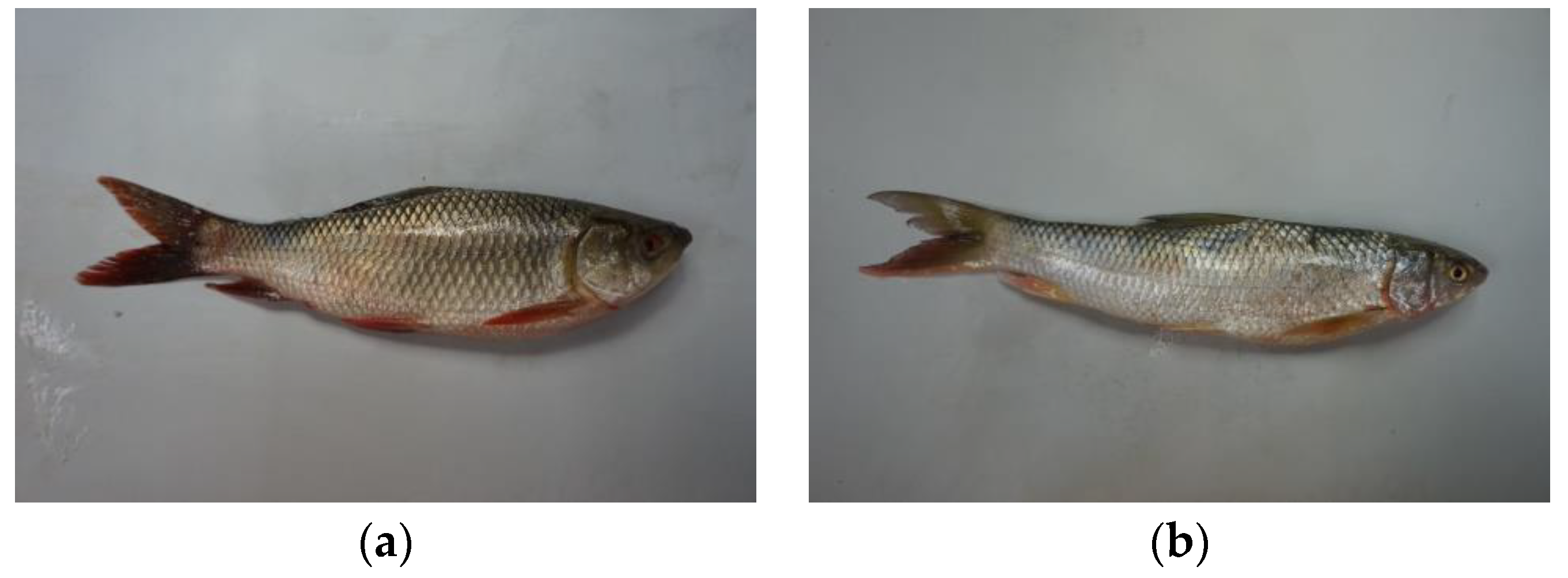 Applied Sciences Free FullText Fish Detection and Classification