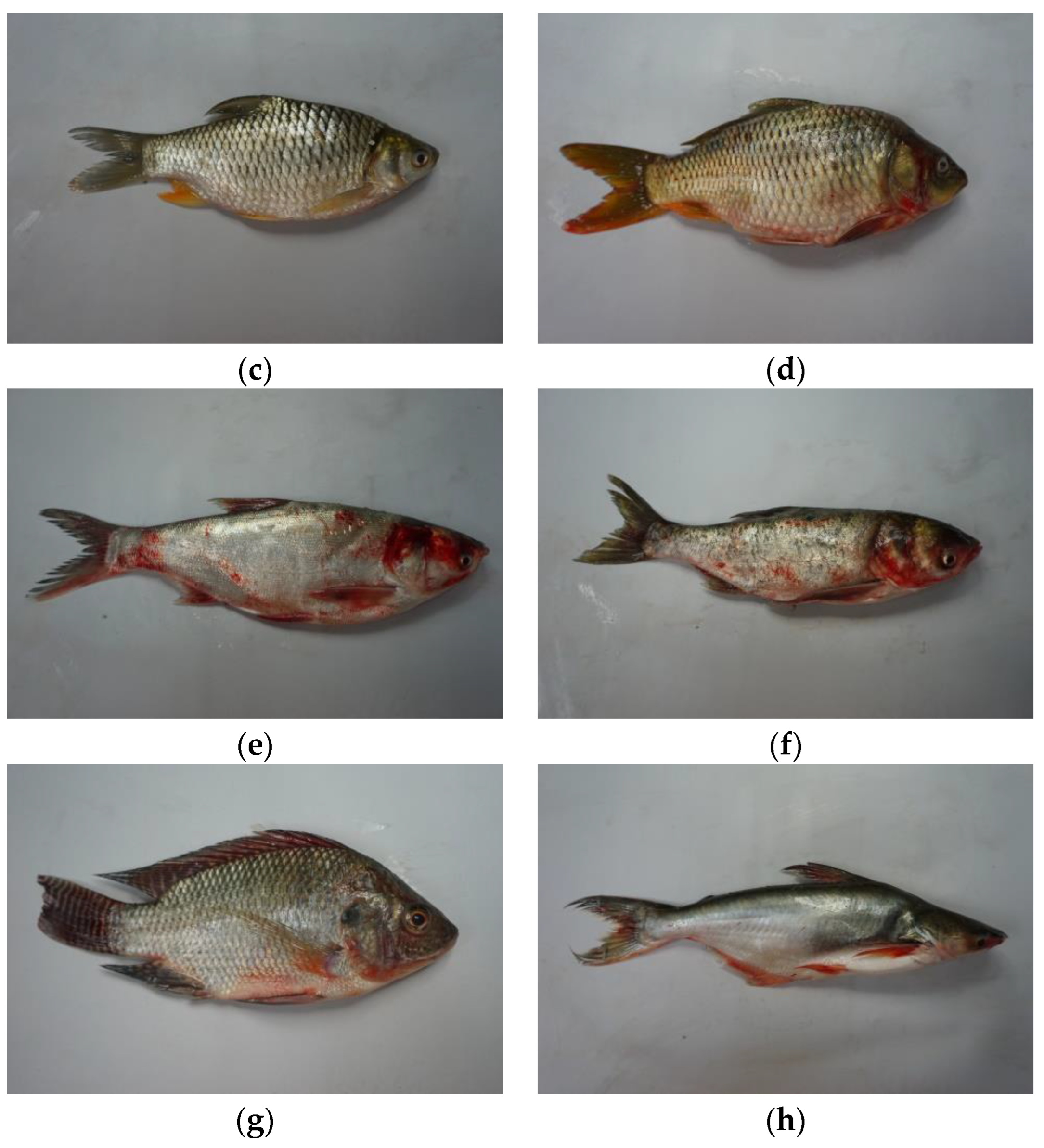 Applied Sciences Free FullText Fish Detection and Classification