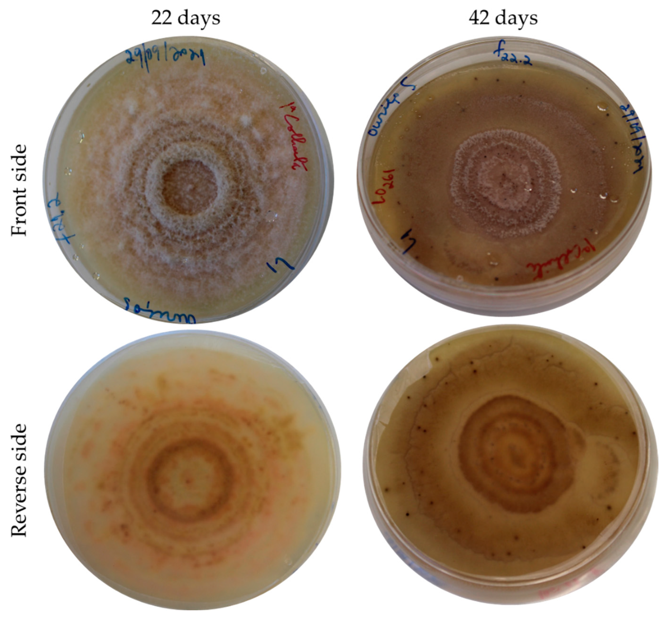 Applsci 13 03969 g002