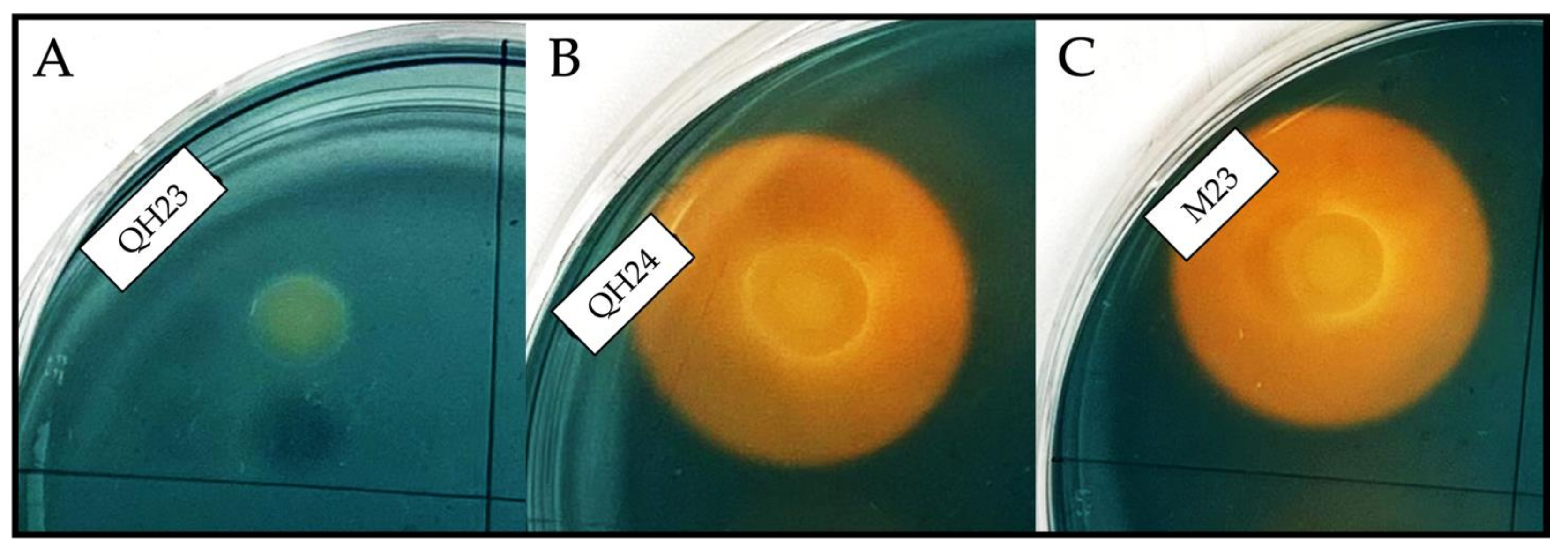 Applsci 13 04320 g002 Applsci 13 04320 g002