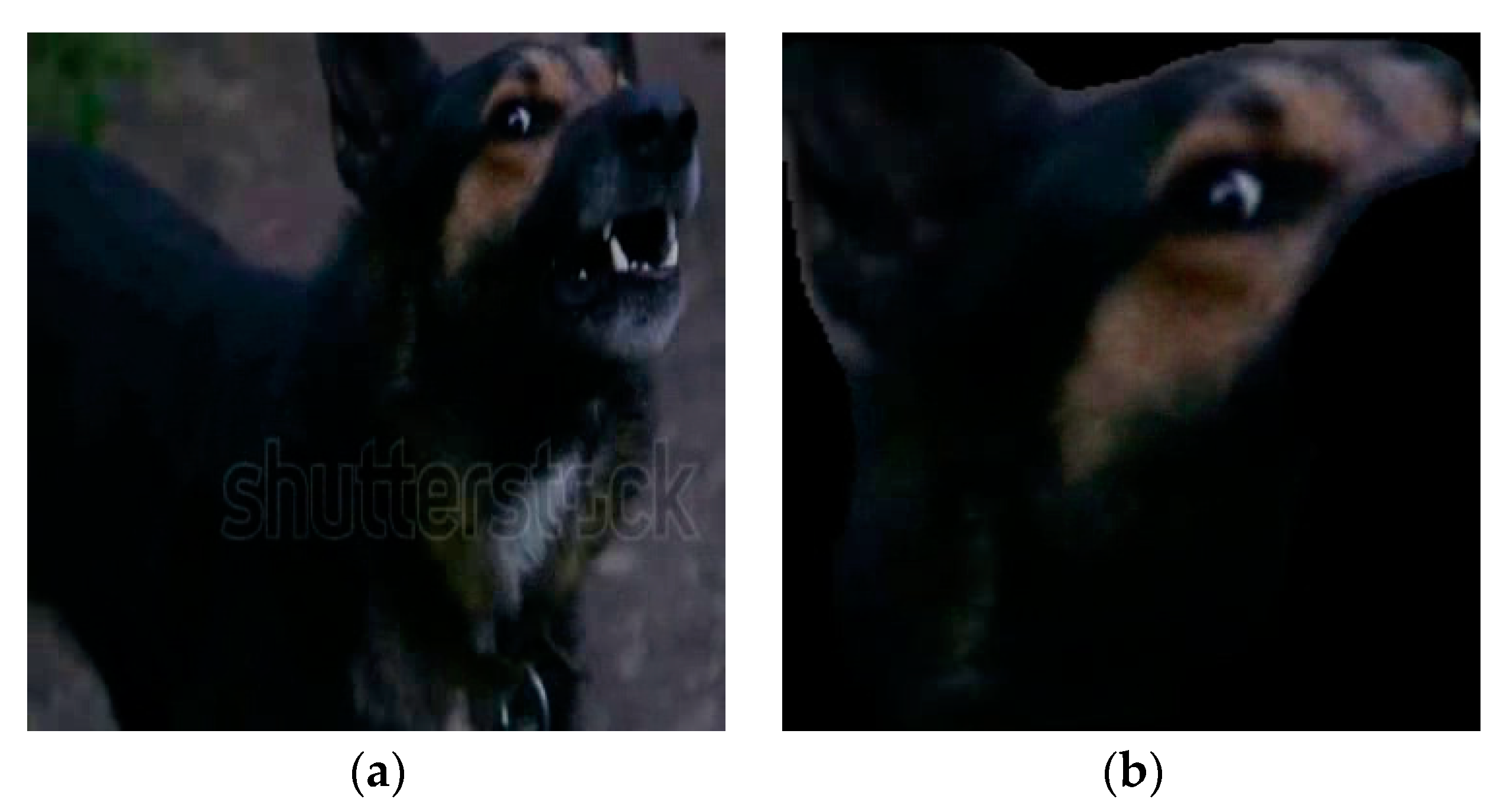 Applied Sciences | Free Full-Text | Convolutional Neural Network-Based  Automated System For Dog Tracking And Emotion Recognition In Video  Surveillance