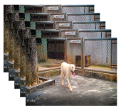 Applsci 13 04596 i004