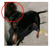 Applsci 13 04596 i017