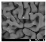 Applsci 13 04875 i003