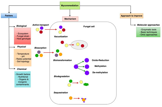 Workshop – Mycoremediation, a sustainable strategy for the