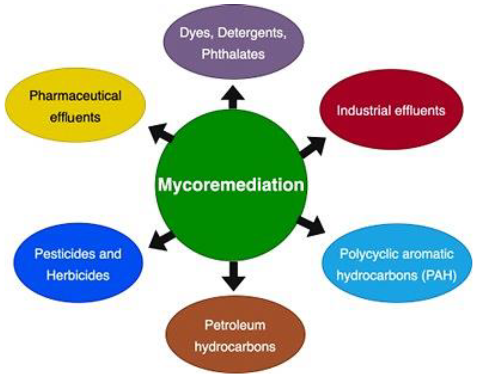 Workshop – Mycoremediation, a sustainable strategy for the