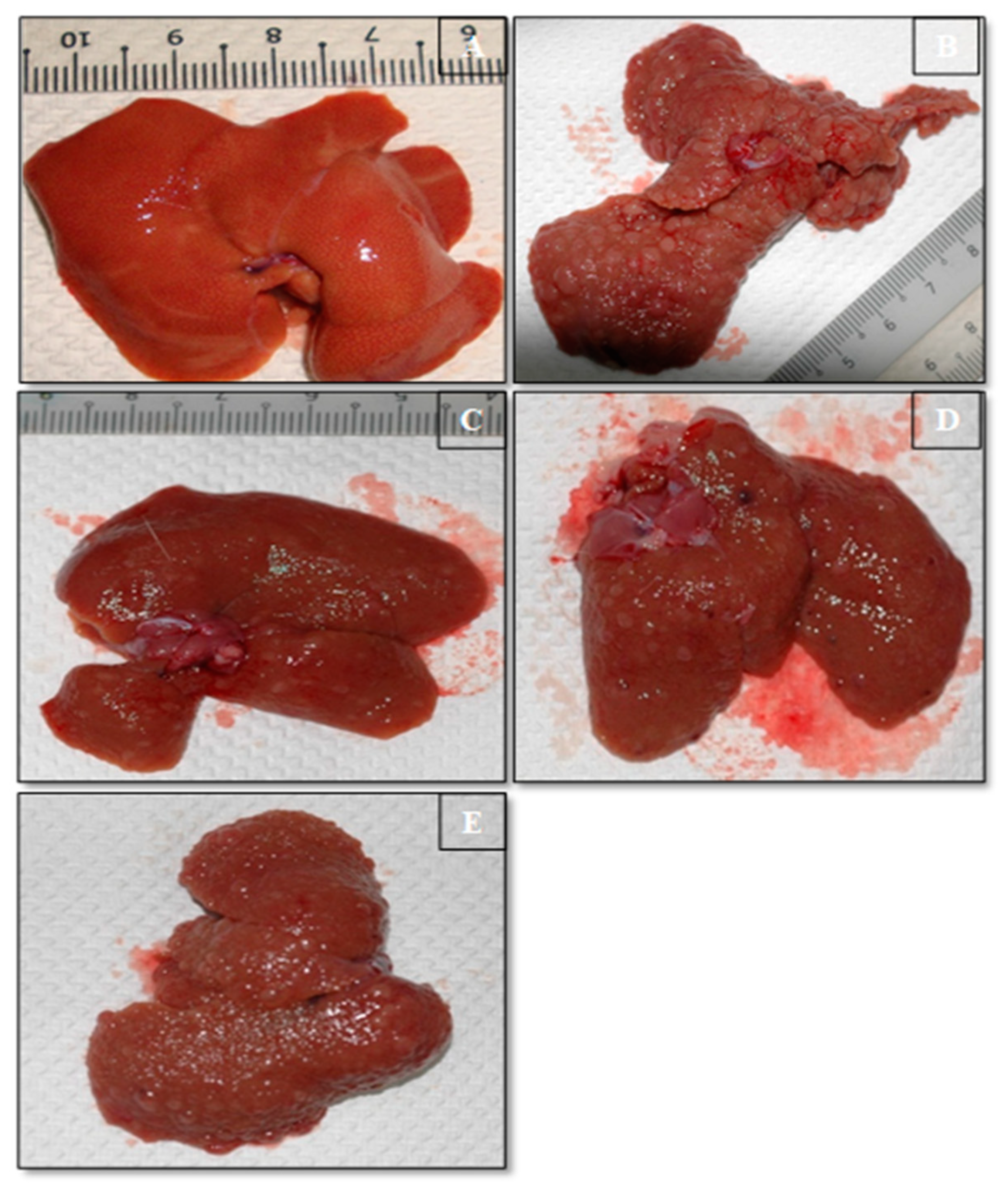Applsci 13 05243 g002 Applsci 13 05243 g002