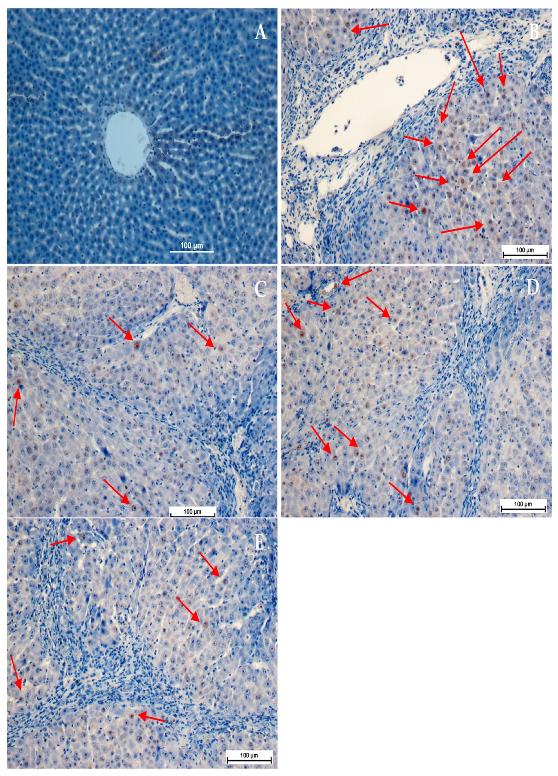 Applsci 13 05243 g005 Applsci 13 05243 g005