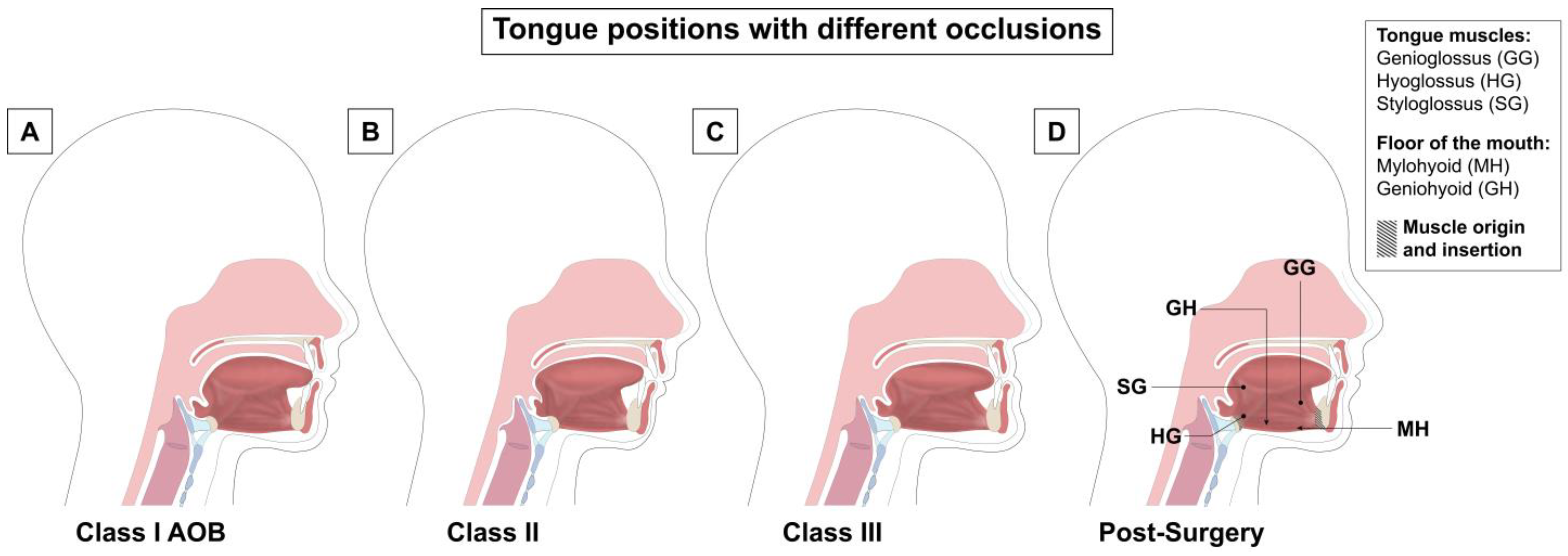 Applied Sciences Free FullText Impacts of Development, Dentofacial