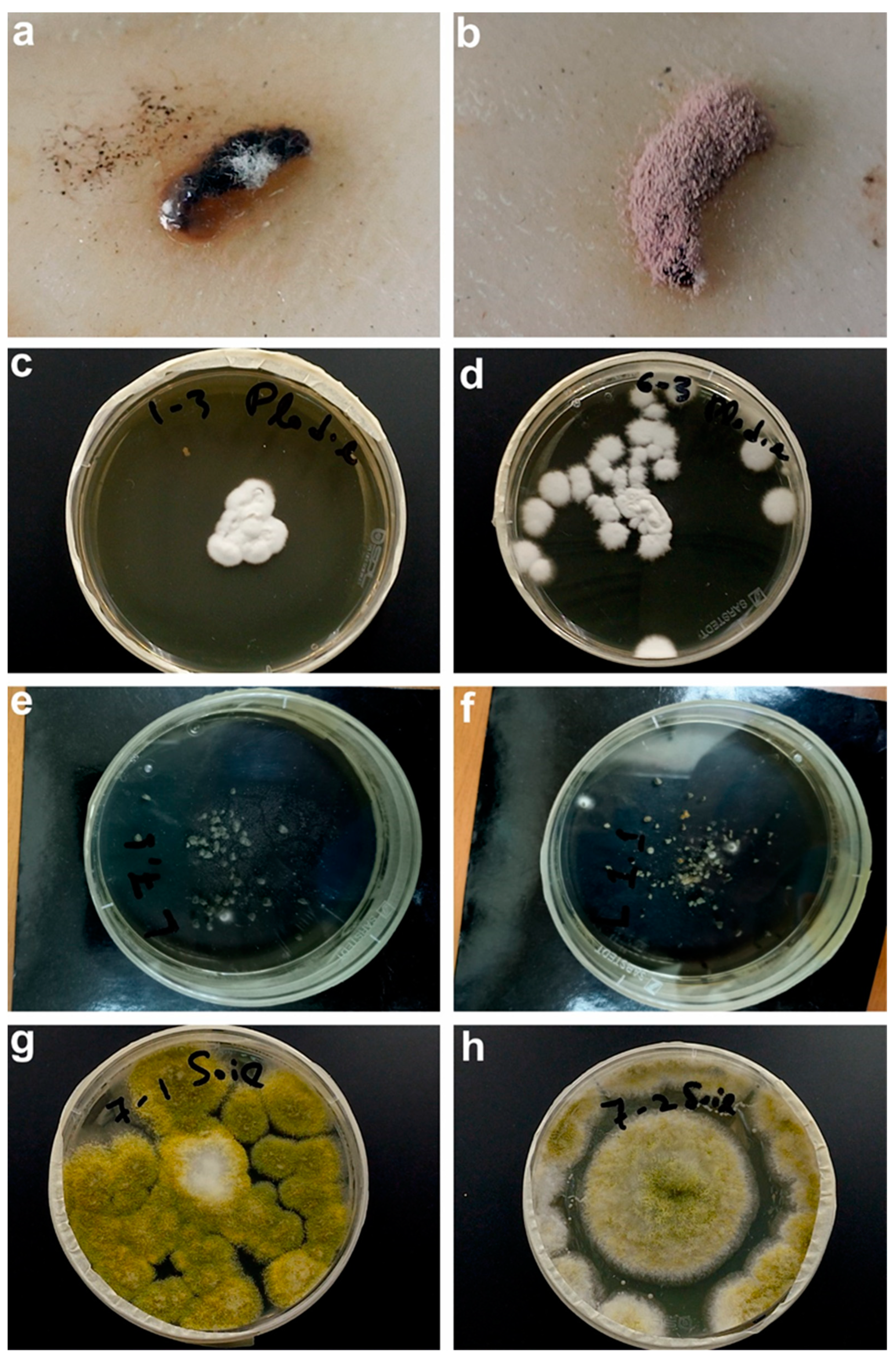 Applsci 13 05772 g009 Applsci 13 05772 g009