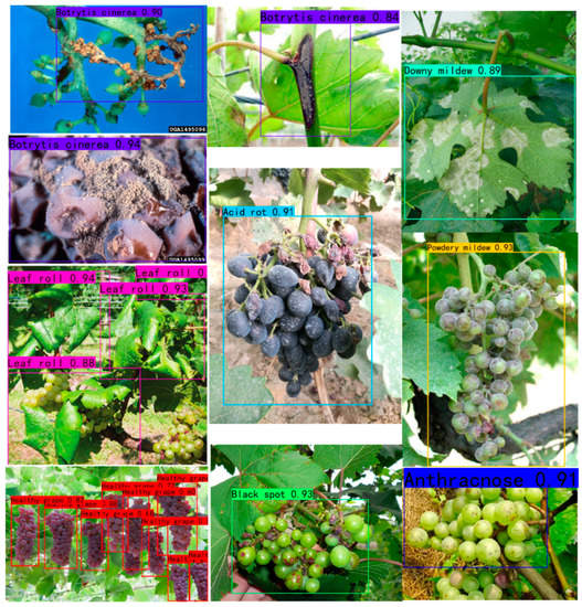 Applied Sciences Free FullText Identification of Grape Diseases