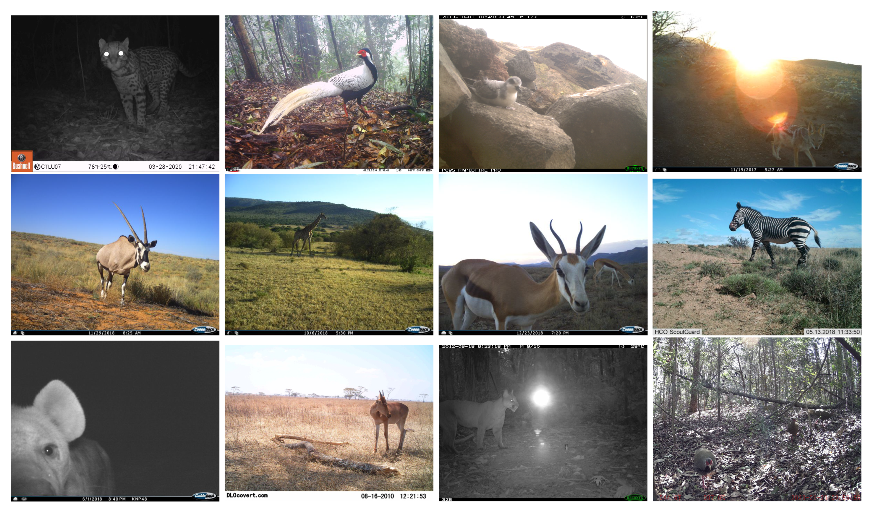 Applied Sciences Free Full-Text Long-Tailed Metrics and Object Detection in Camera Trap Datasets