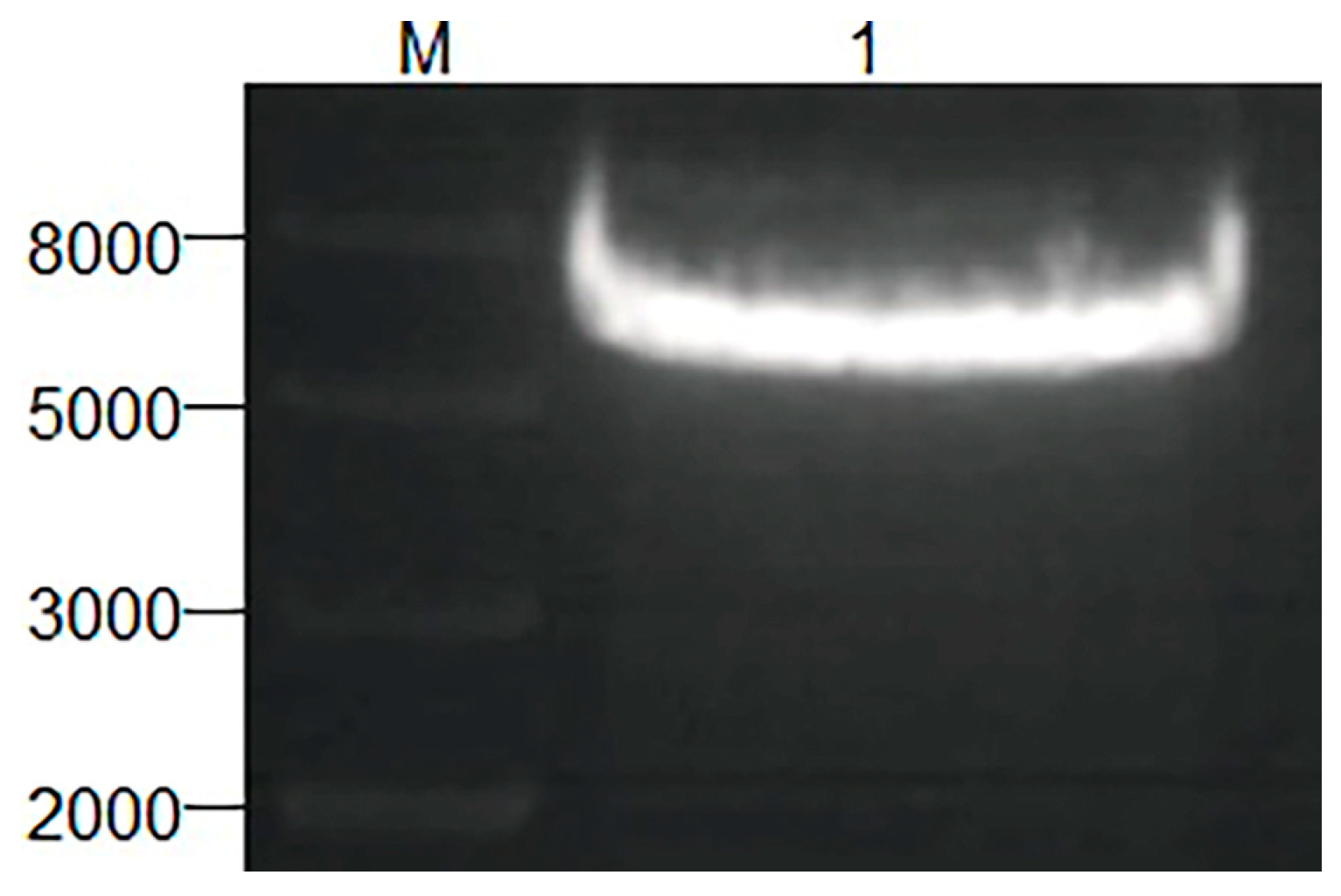 Applsci 13 06277 g002 Applsci 13 06277 g002