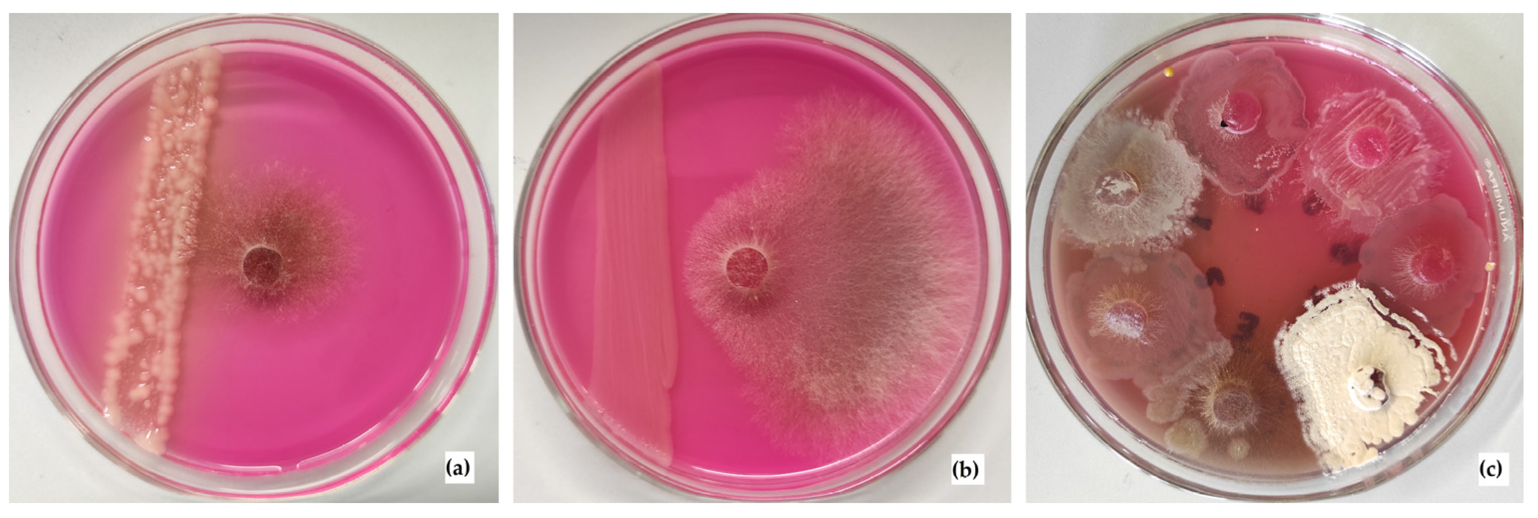 Applsci 13 06362 g006